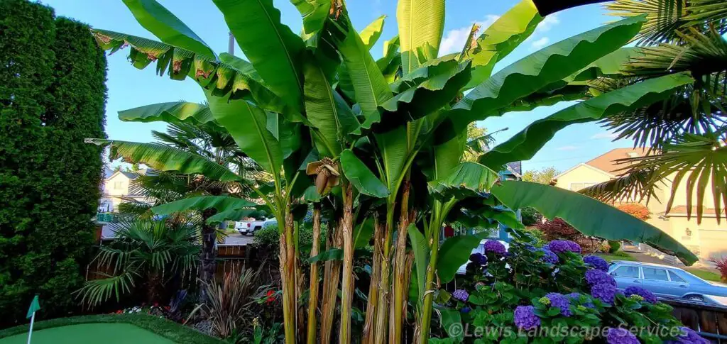 Plants in Portland Beaverton Oregon