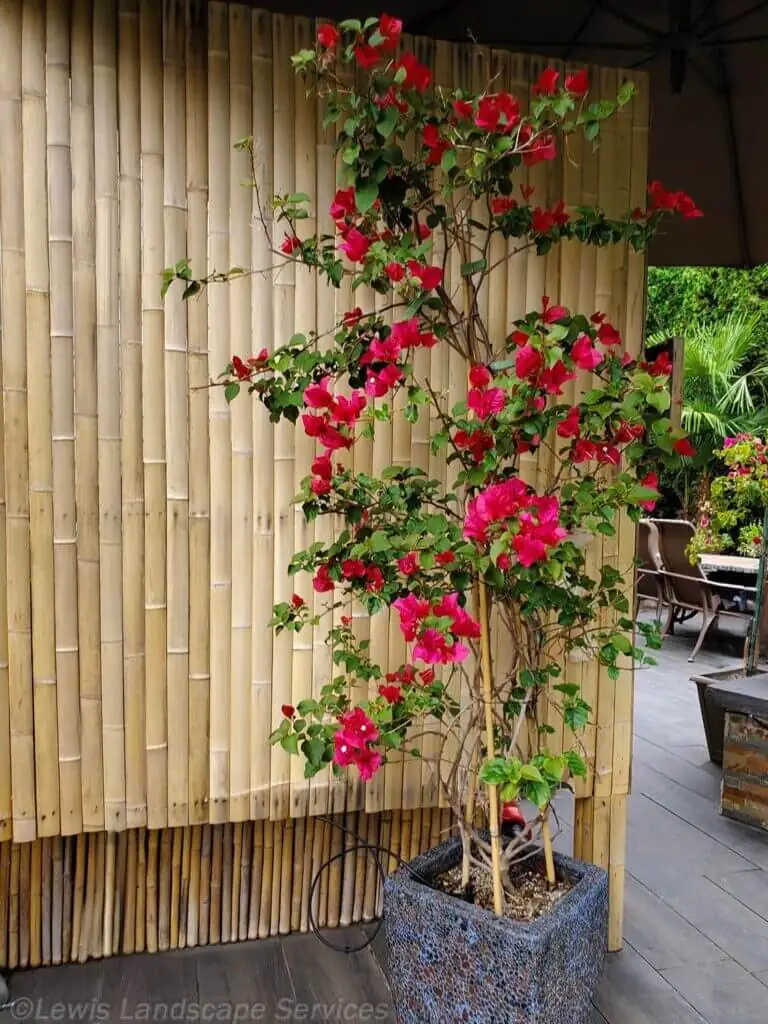 Palm Trees & Tropical Plantings / Landscapes In Portland Area