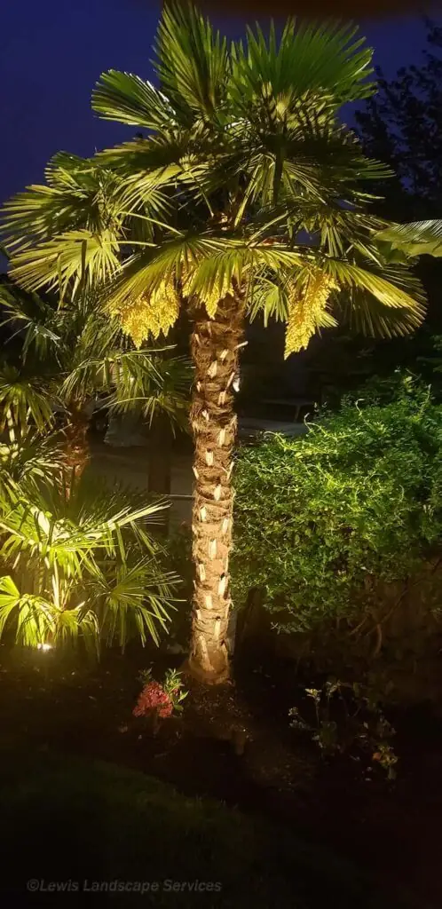 Palm Trees & Tropical Plantings / Landscapes In Portland Area