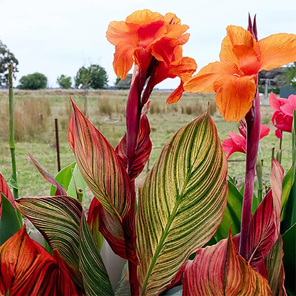 Palm Trees & Tropical Plantings / Landscapes In Portland Area