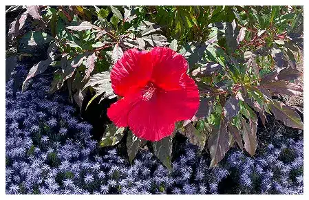 Palm Trees & Tropical Plantings / Landscapes In Beaverton Area