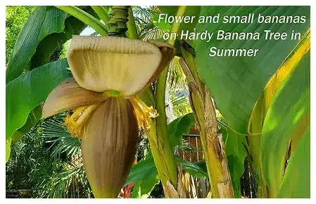 Tropical small banana tree landscaping In Portland Area