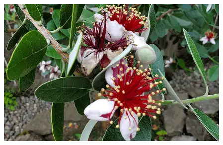 Tropical Plantings and Landscapes In the Portland Area