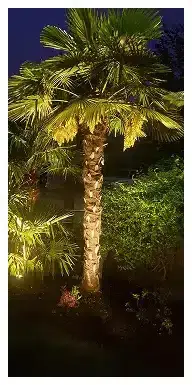 Large Palm Trees and Landscapes In Portland Area