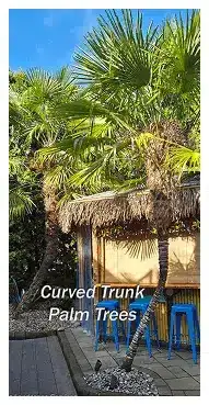 Curved trunk palm trees Tropical Plantings In Portland Area